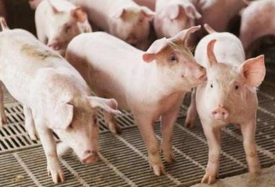 沭阳浦润养殖有限公司生猪养殖项目环境影响评价报批前公示